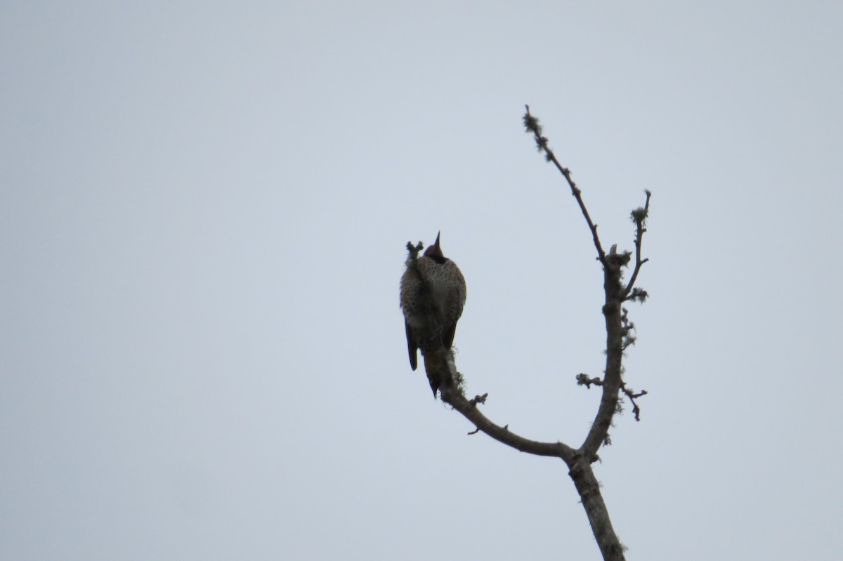 Northern Flicker - Shelli Ellerbe