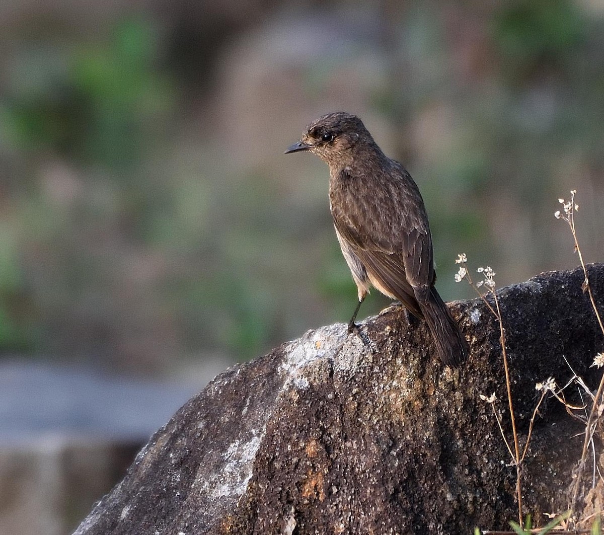 Pied Bushchat - Arun Prabhu