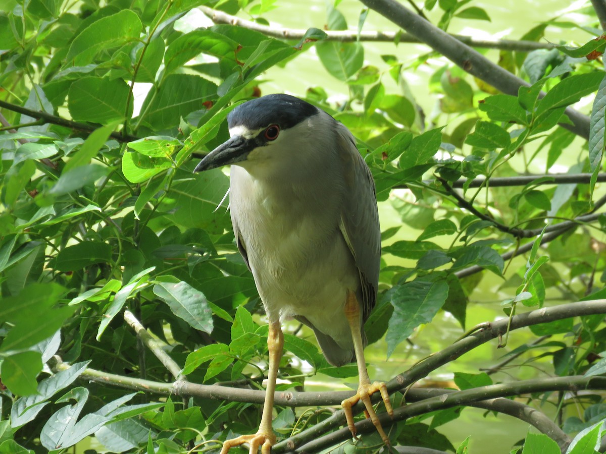 Black-crowned Night Heron - Joyce Brady