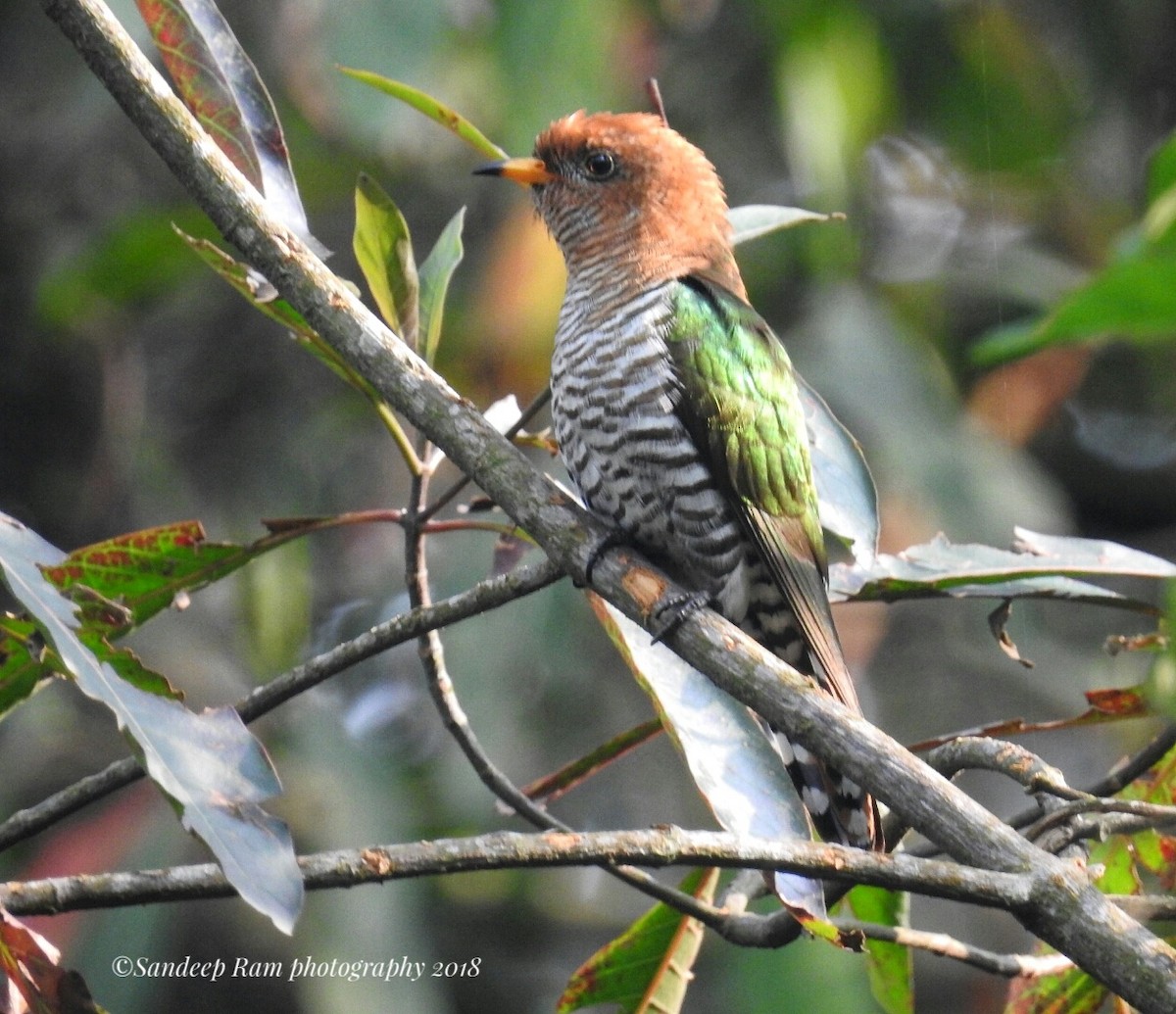 Asian Emerald Cuckoo - Sandeep Ramz