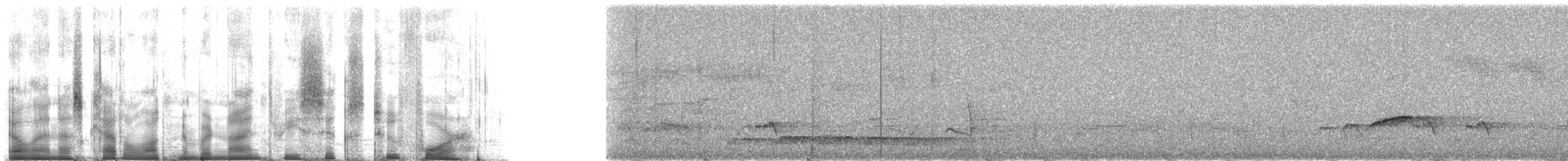 Шама мадагаскарська (підвид inexspectatus) - ML93624