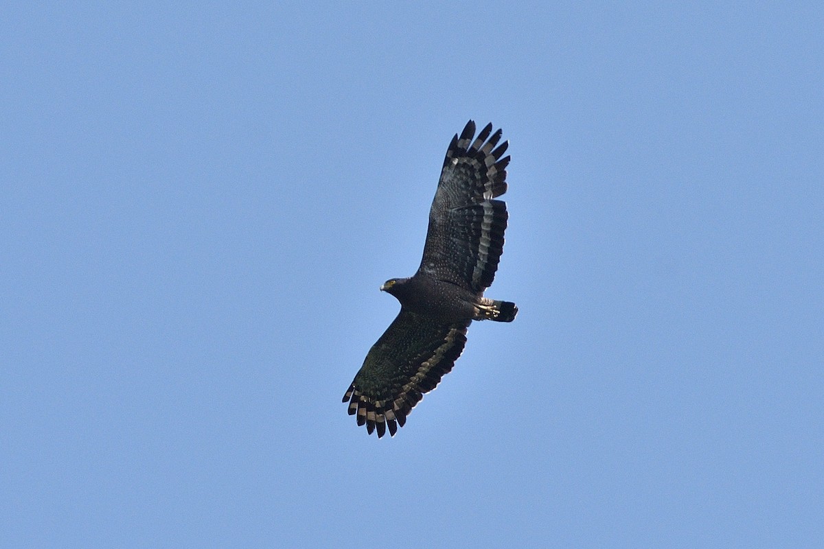 Crested Serpent-Eagle (Crested) - ML93624111