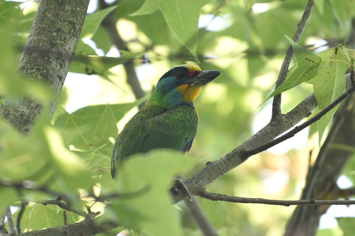 Taiwan Barbet - ML93624351