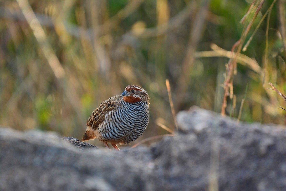 Jungle Bush-Quail - Renuka Vijayaraghavan