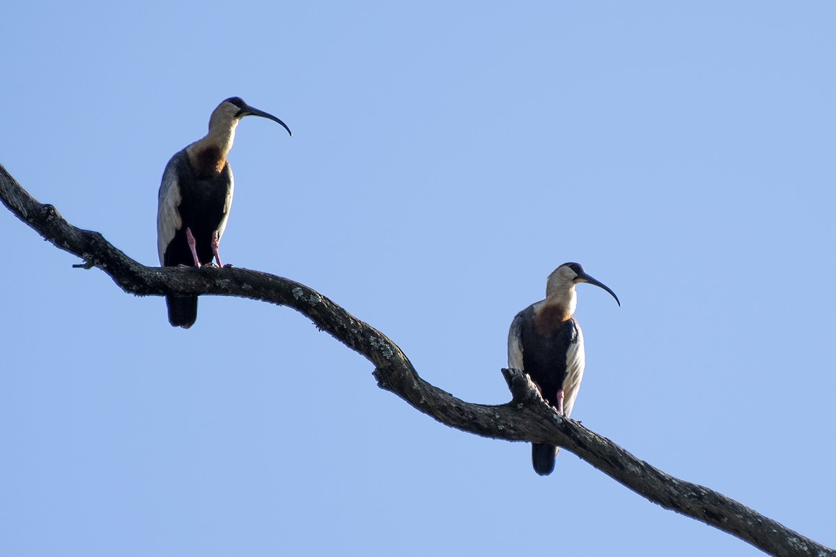 ibis bělokřídlý - ML93626111