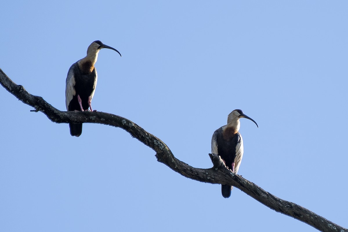 Buff-necked Ibis - ML93626111