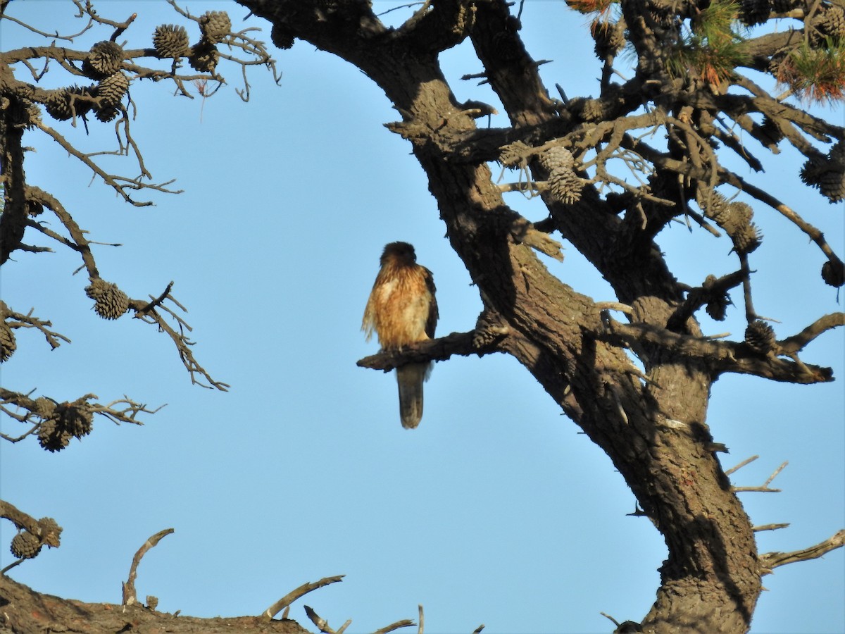 Whistling Kite - ML93626141