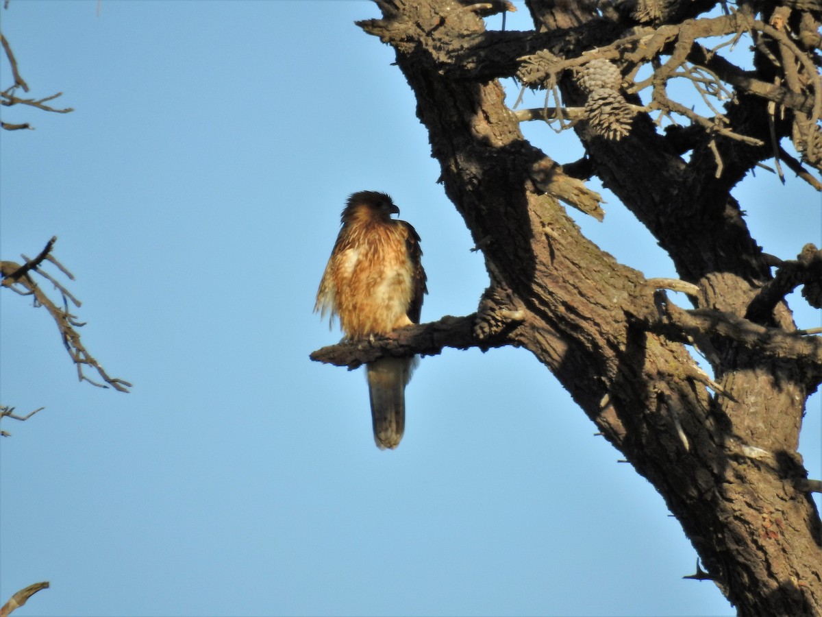 Whistling Kite - ML93626151