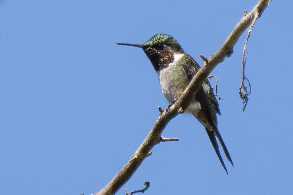 Colibri améthyste - ML93626341