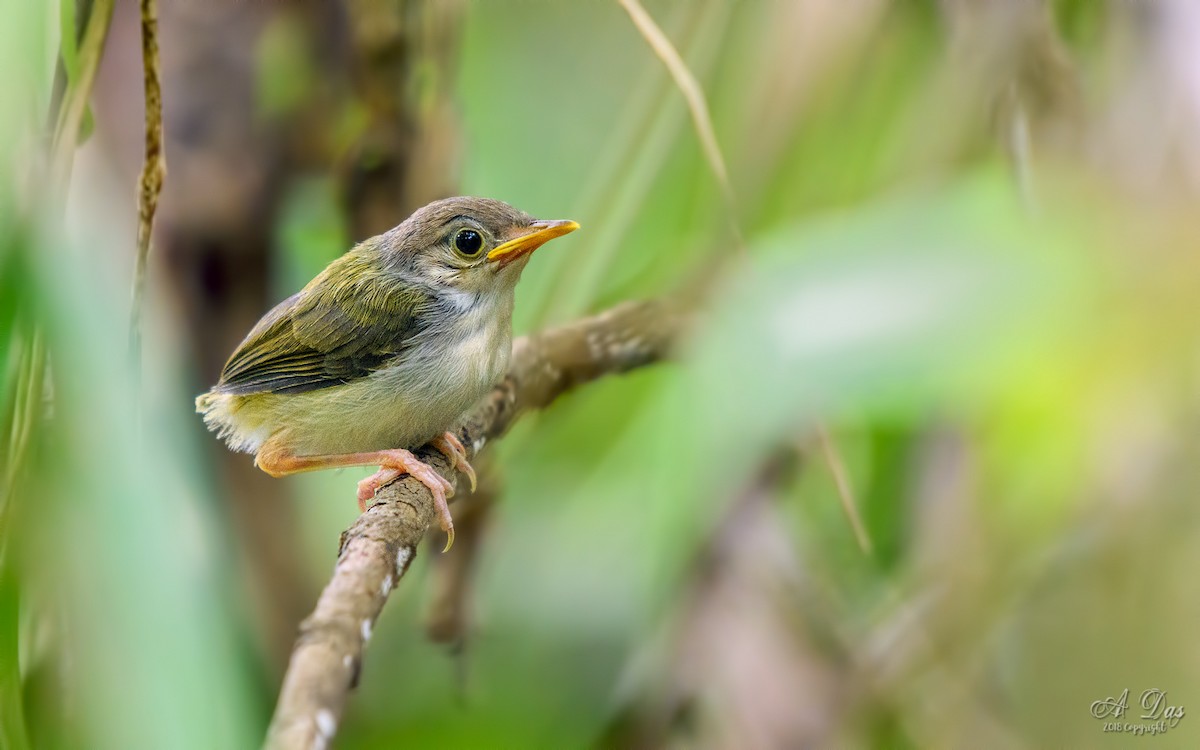 Common Tailorbird - ML93628811