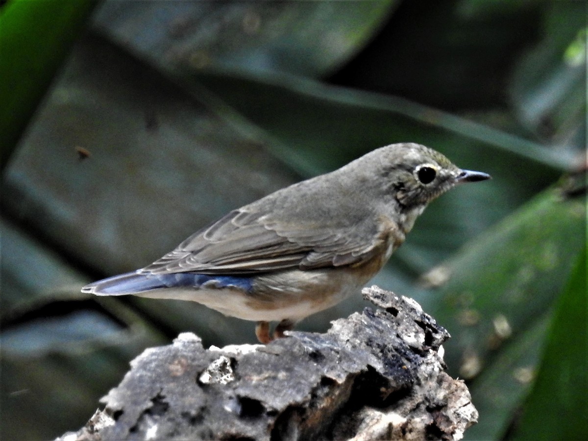 Siberian Blue Robin - ML93629281