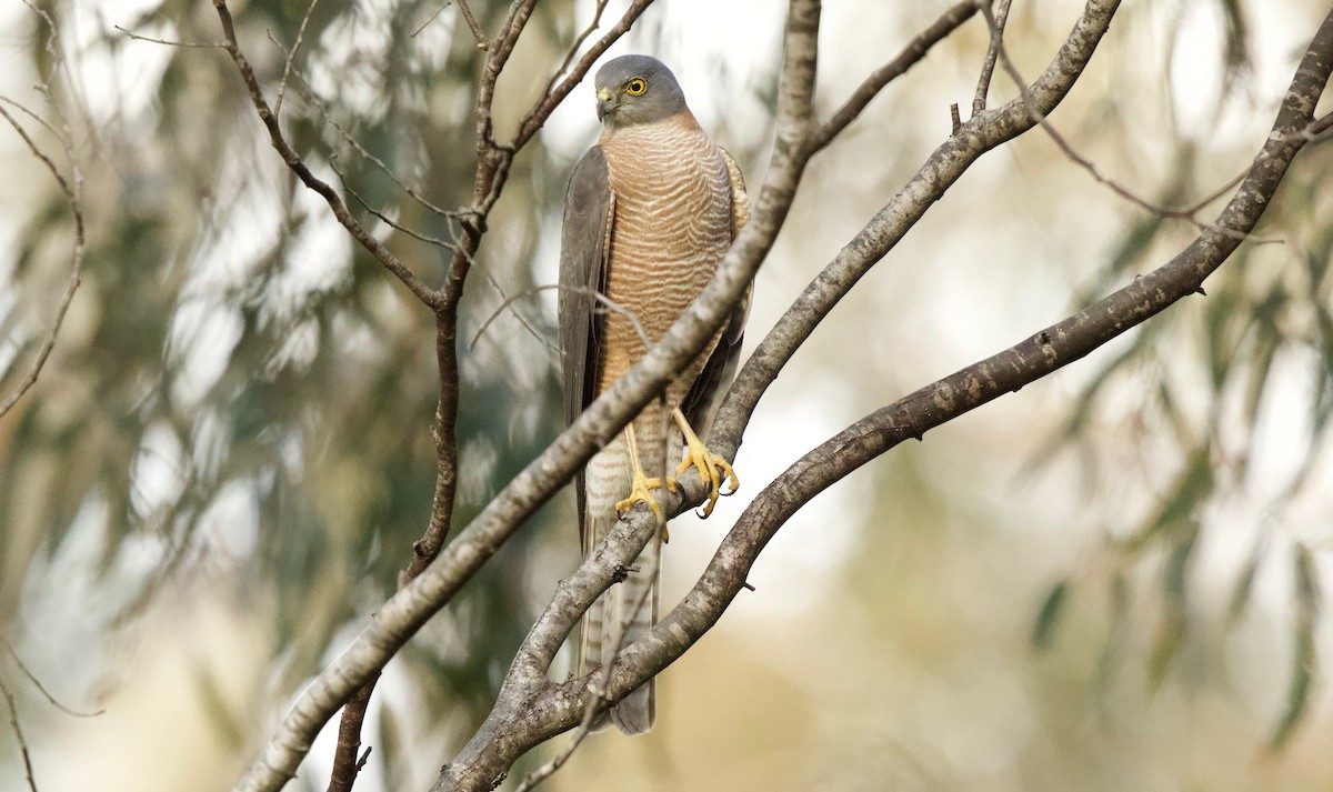 Collared Sparrowhawk - David  Tytherleigh