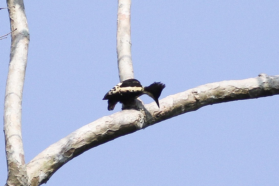 Heart-spotted Woodpecker - ML93631791