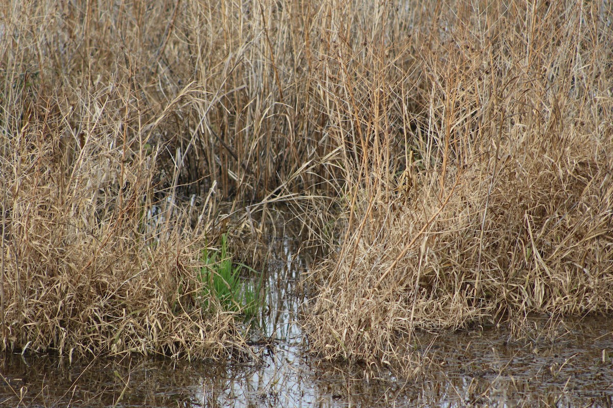 Schwarzbart-Rohrdommel - ML93632551