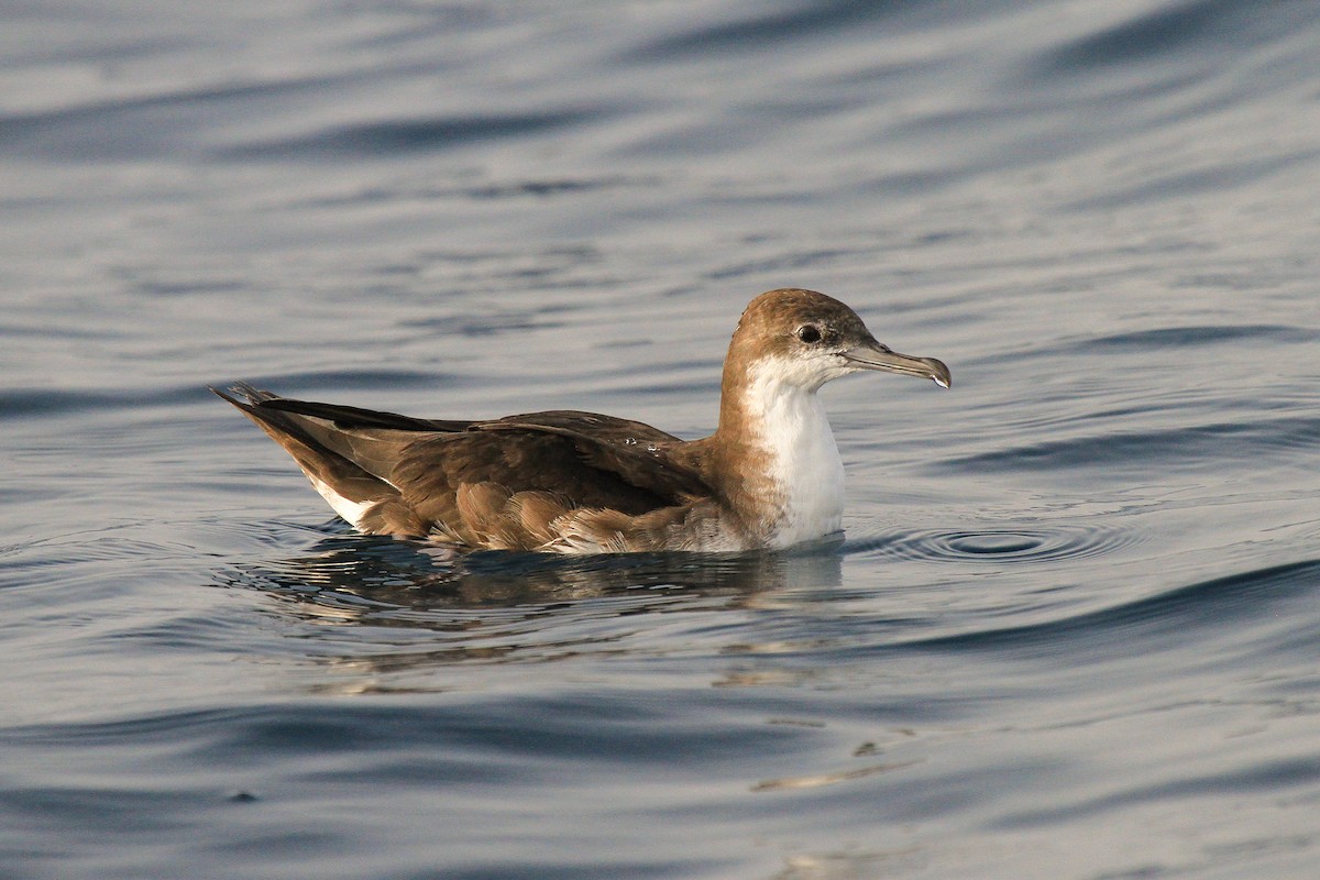 Persian Shearwater - Tommy Pedersen