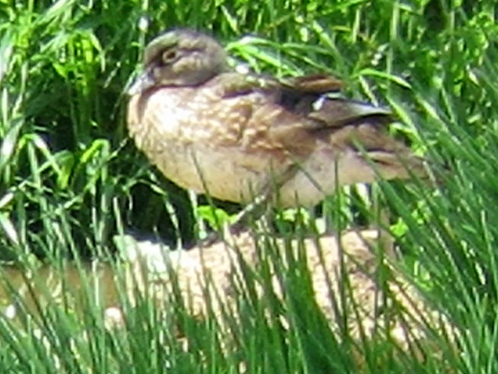 Wood Duck - Pedro Fernandes