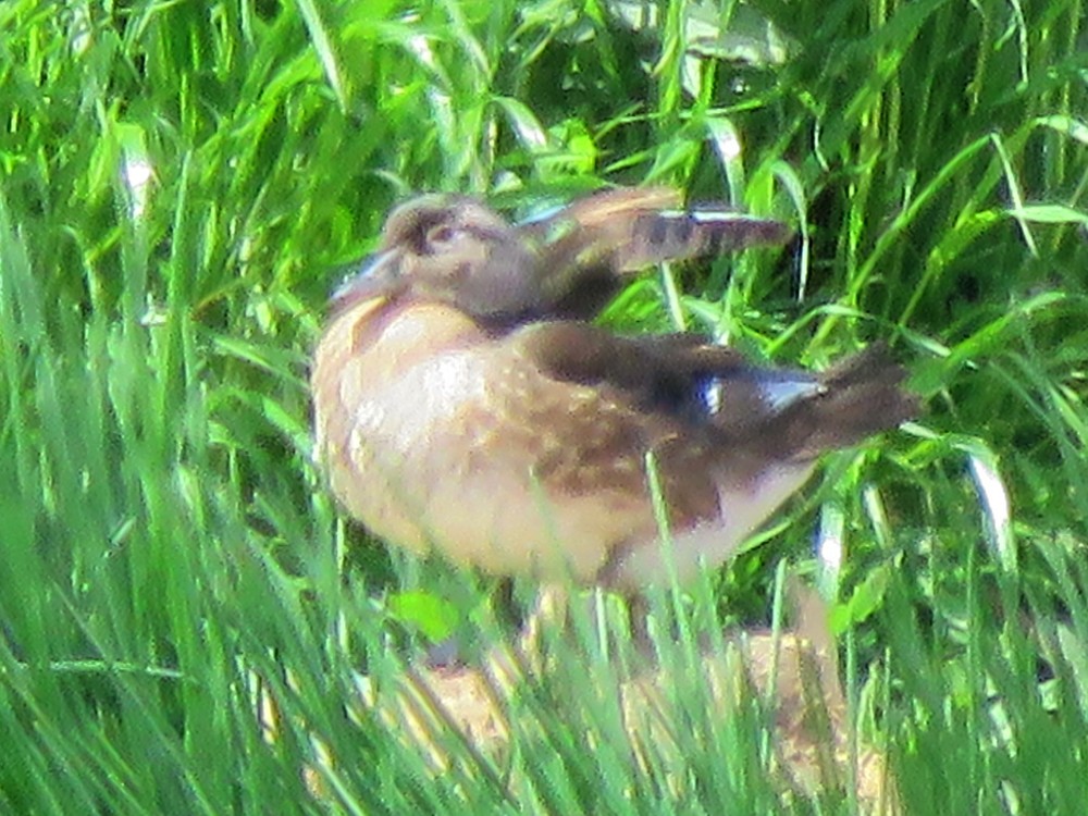 Wood Duck - ML93633521