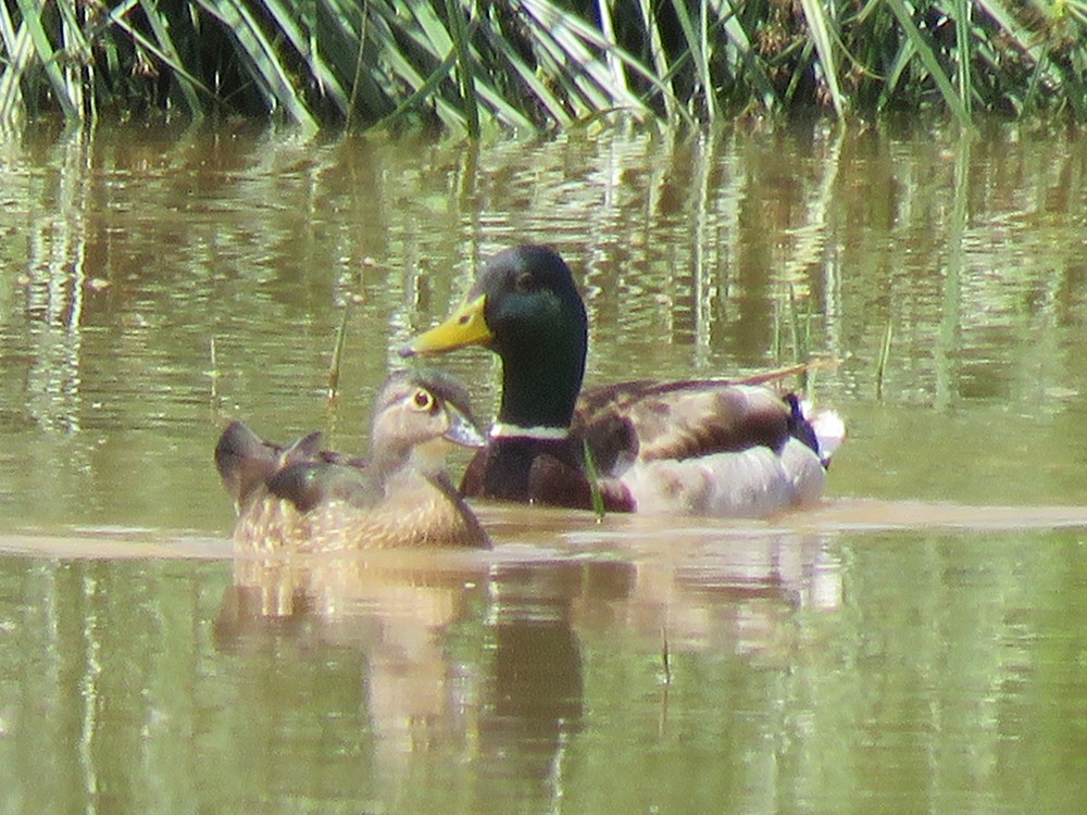 Wood Duck - ML93633531