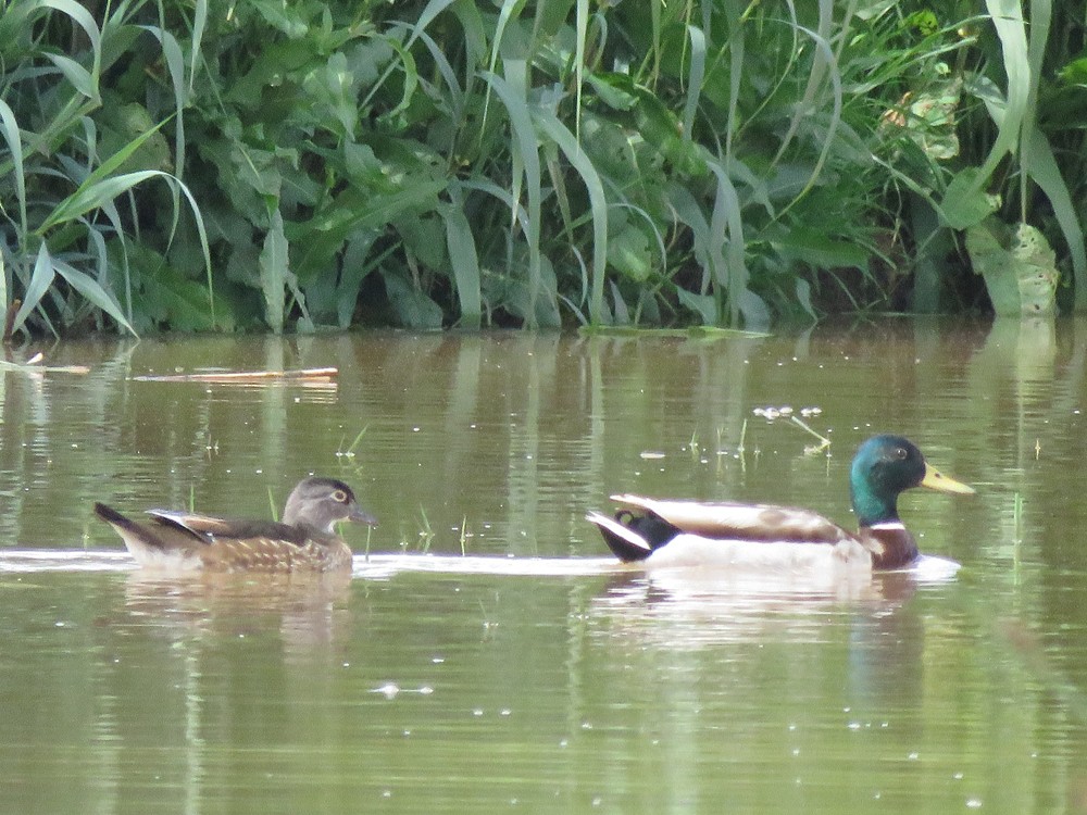 Wood Duck - ML93633541