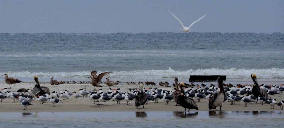 Glaucous Gull - ML93633921