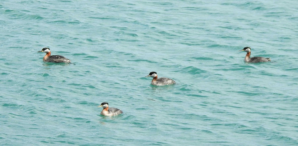 Red-necked Grebe - ML93633981