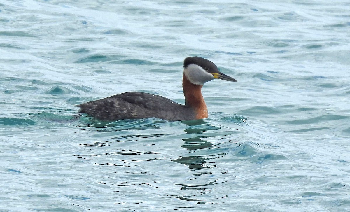 Red-necked Grebe - Jean Iron