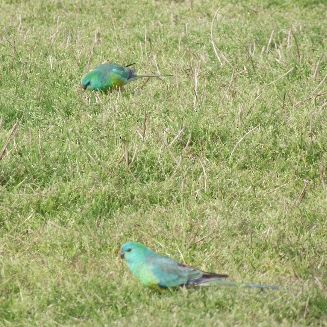 Red-rumped Parrot - ML93635921