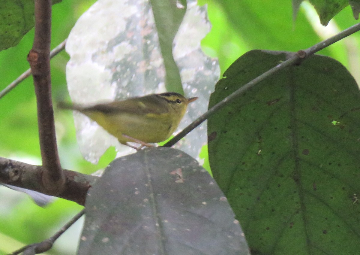 Limestone Leaf Warbler - Thibaut RIVIERE