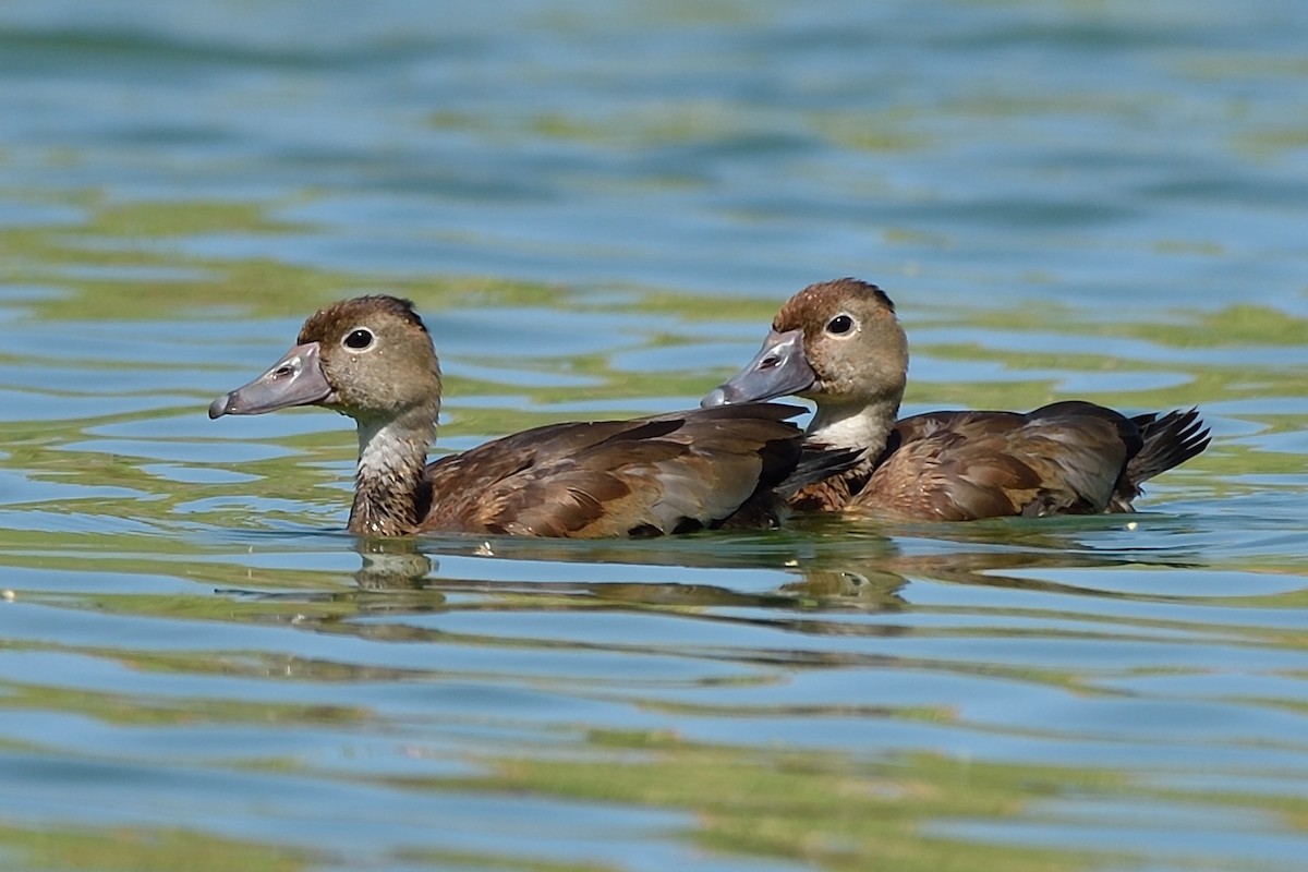 Black-bellied Whistling-Duck - ML93640201