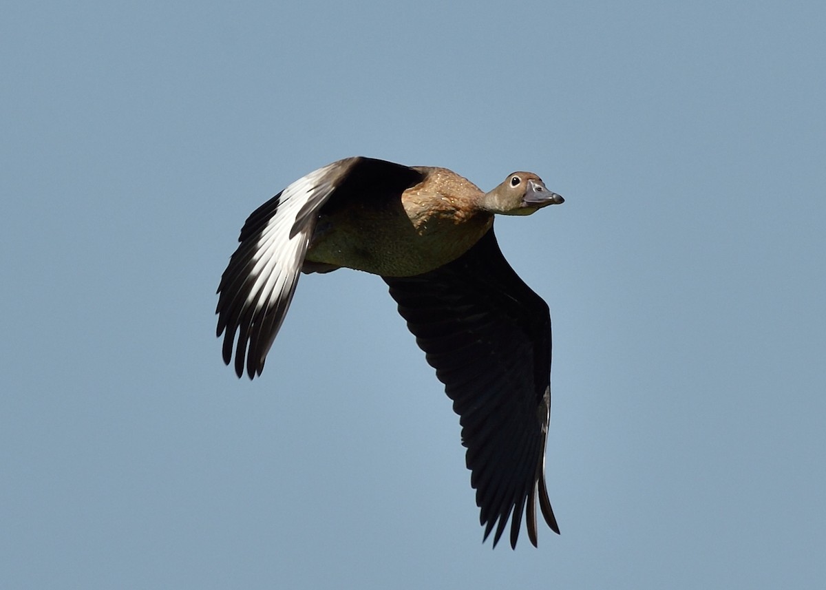 Dendrocygne à ventre noir - ML93640211