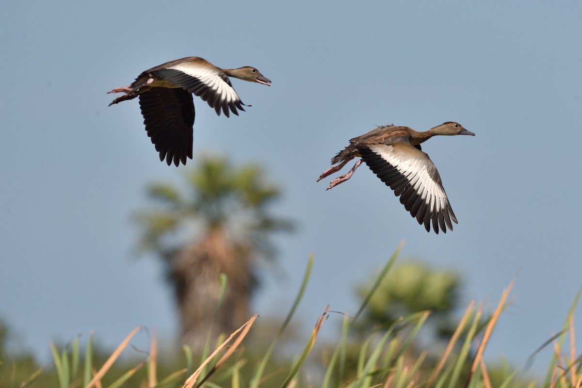 Dendrocygne à ventre noir - ML93640241