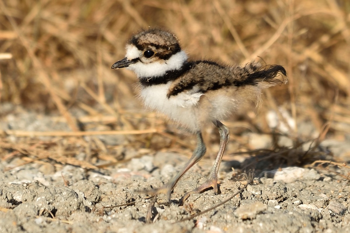 Killdeer - ML93640311