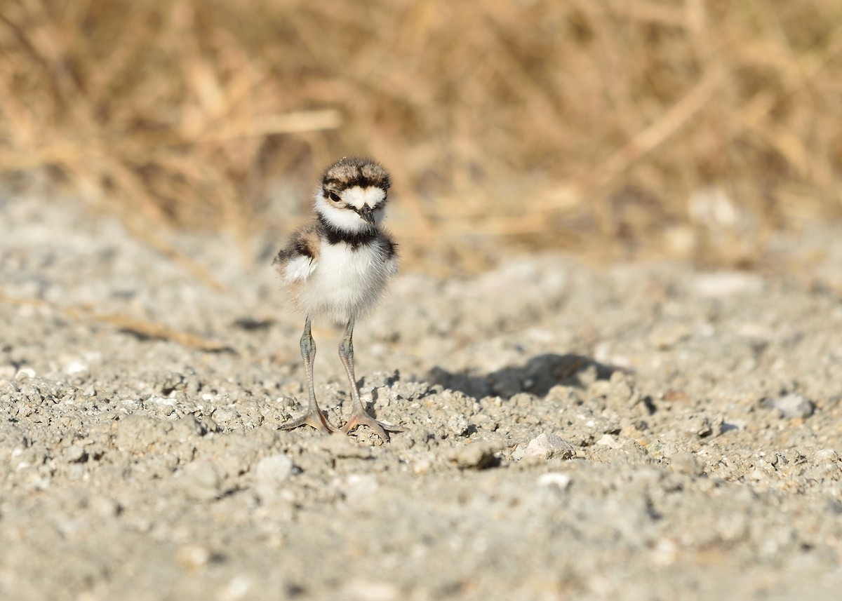 Killdeer - ML93640321