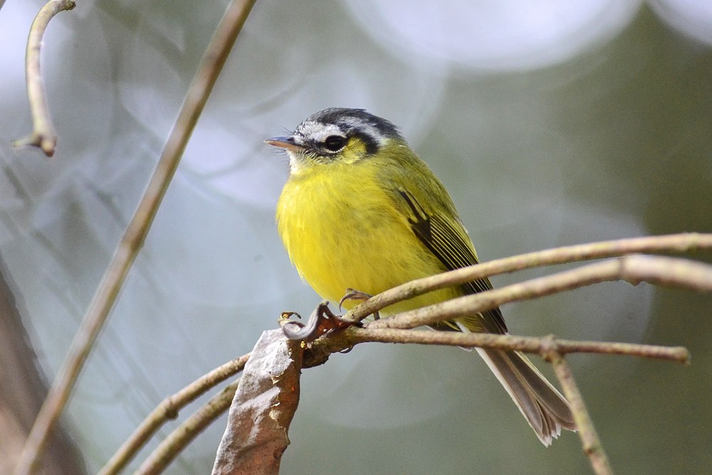 Southern Bristle-Tyrant - Bruno Rennó