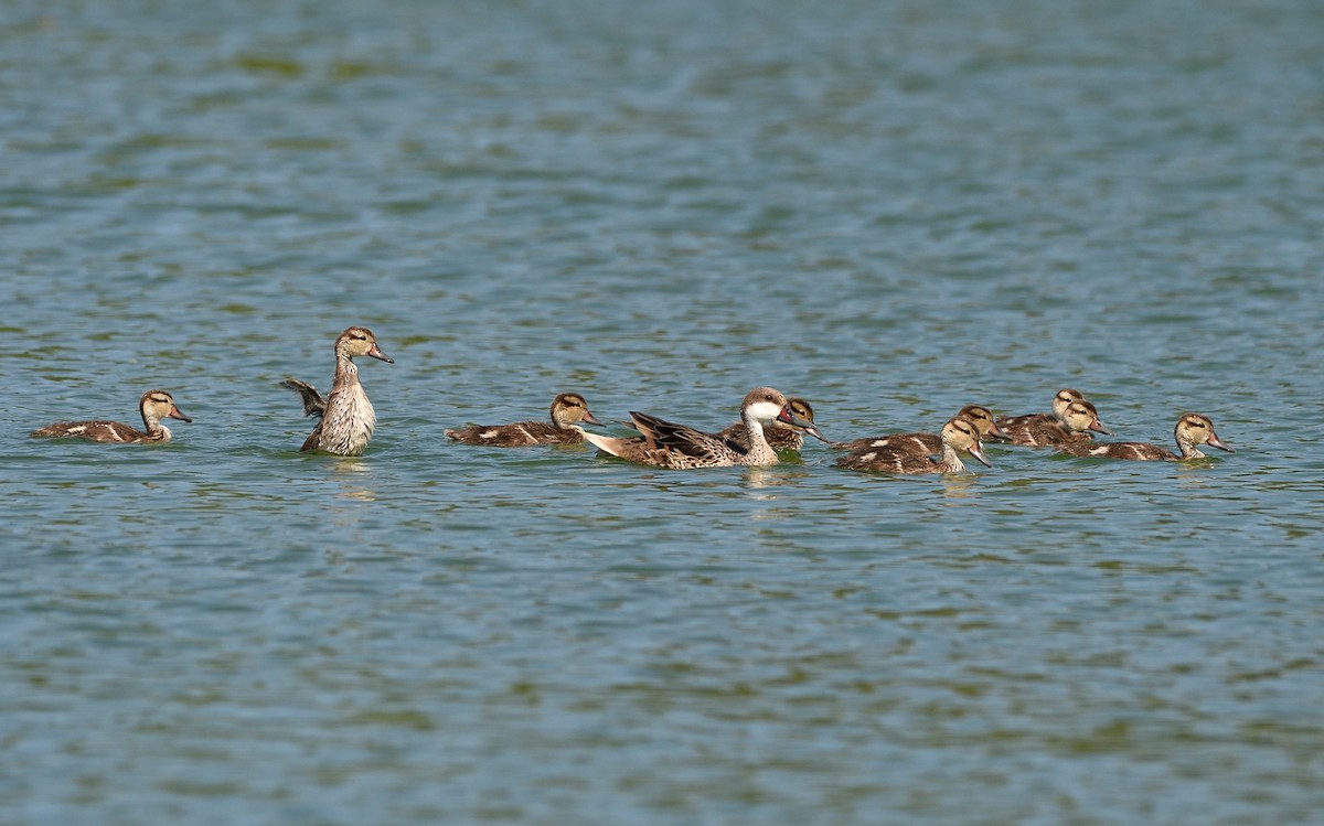 White-cheeked Pintail - ML93640471