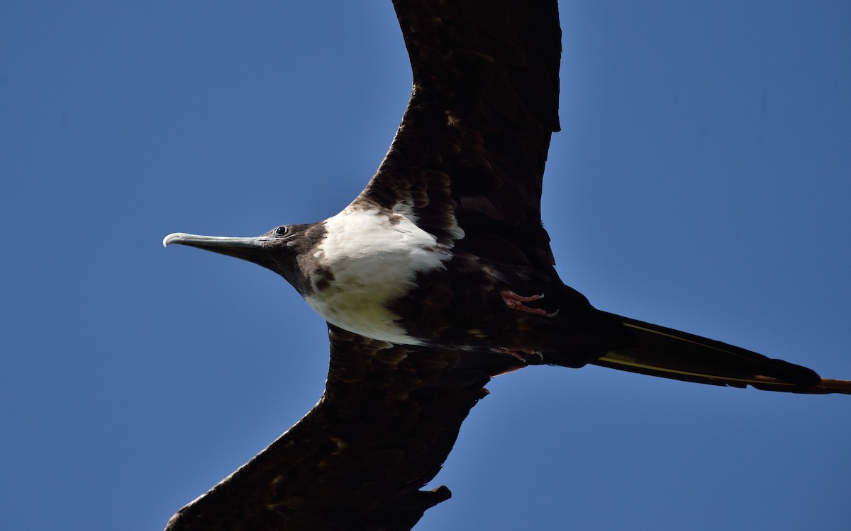 Magnificent Frigatebird - ML93640501