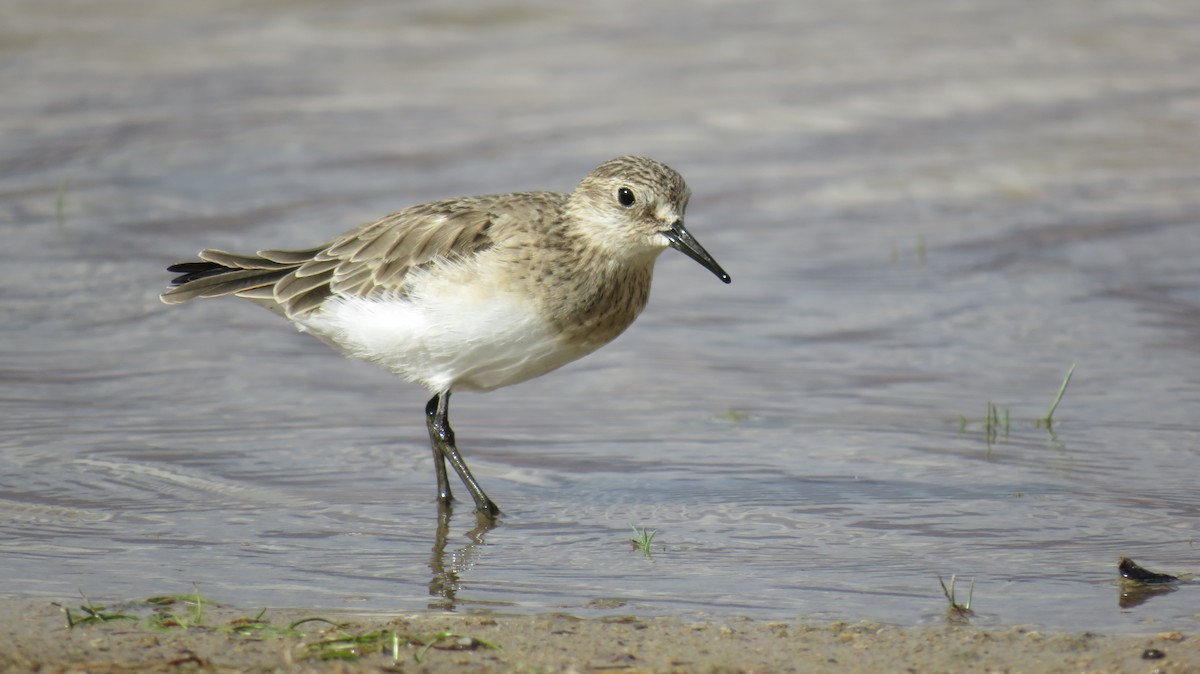 Baird's Sandpiper - ML93640731