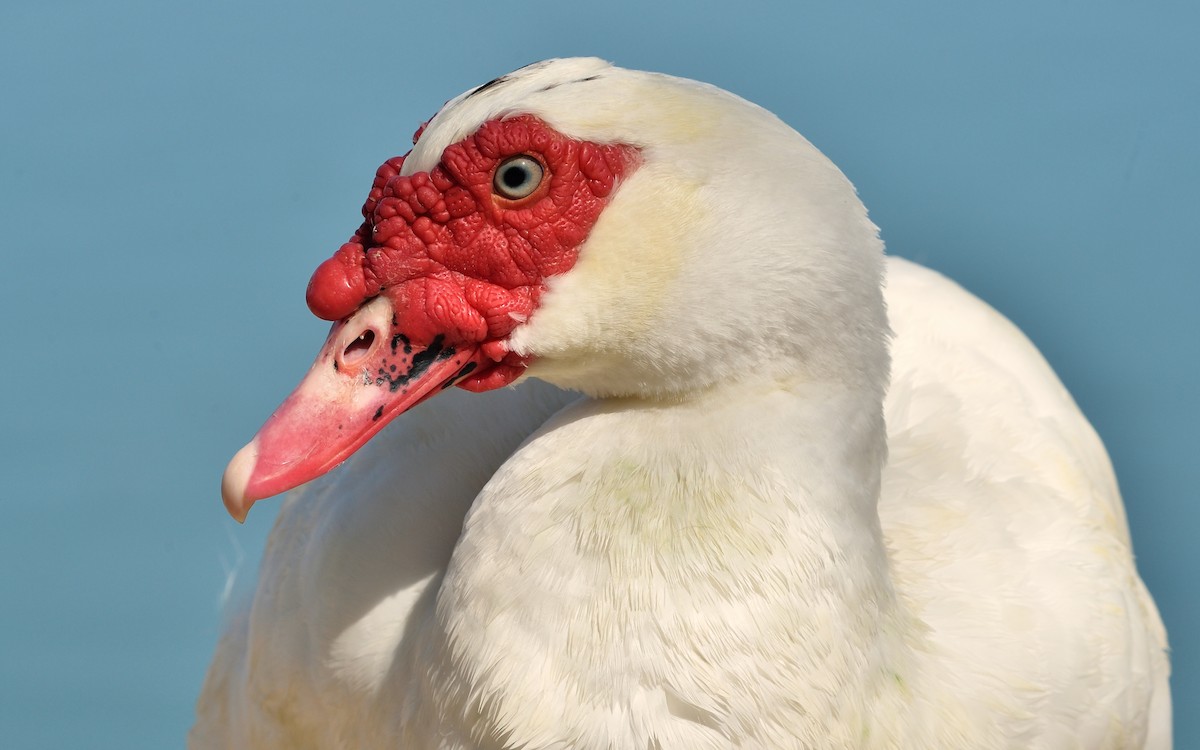 Muscovy Duck (Domestic type) - ML93640761