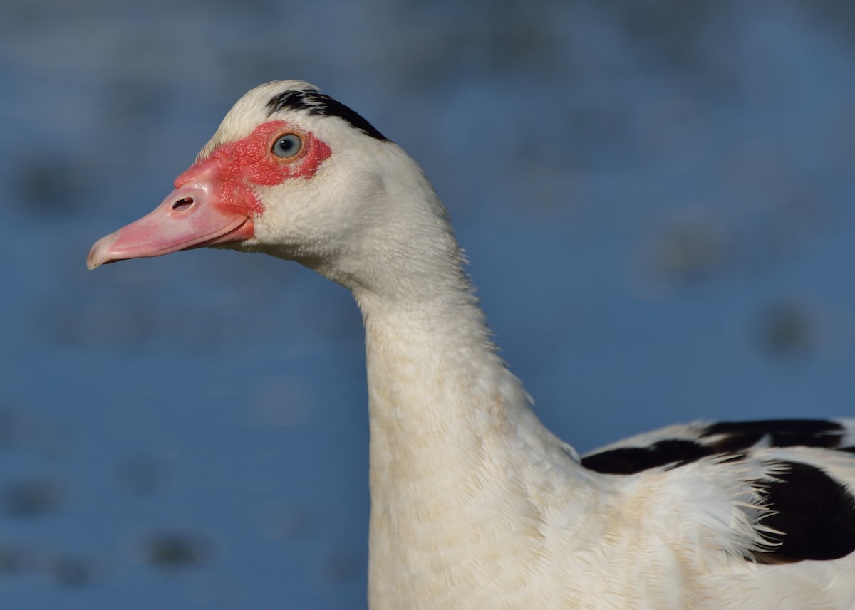 Muscovy Duck (Domestic type) - Michiel Oversteegen
