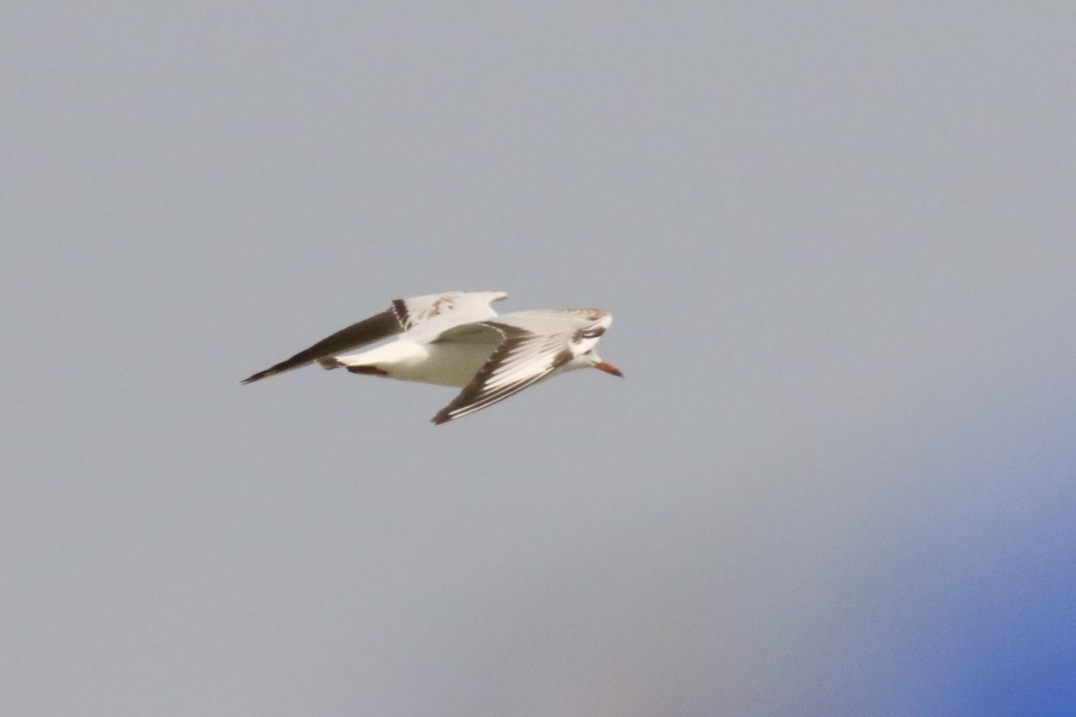 Black-headed Gull - ML93642141