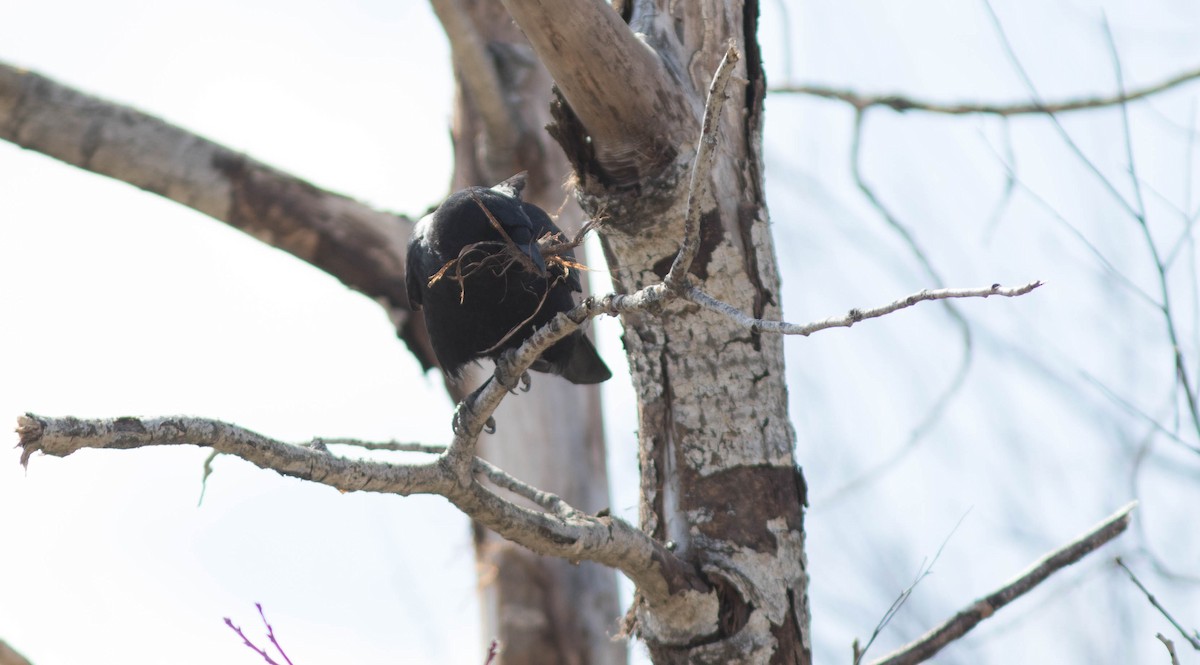 American Crow - Doug Hitchcox