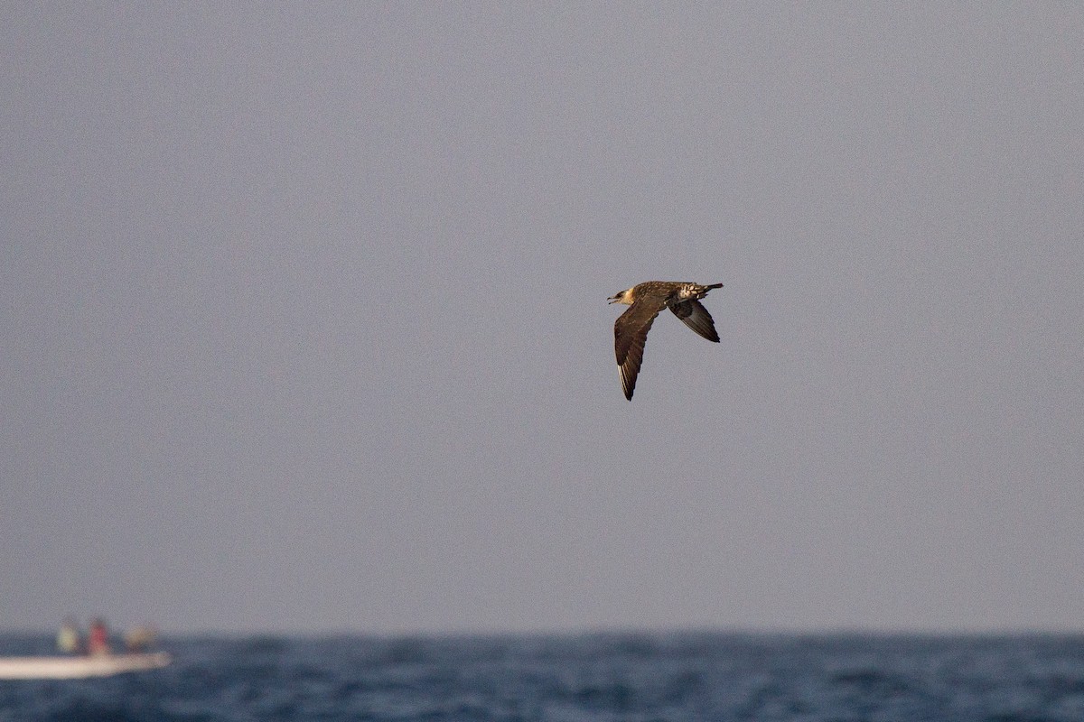 Pomarine Jaeger - Tommy Pedersen