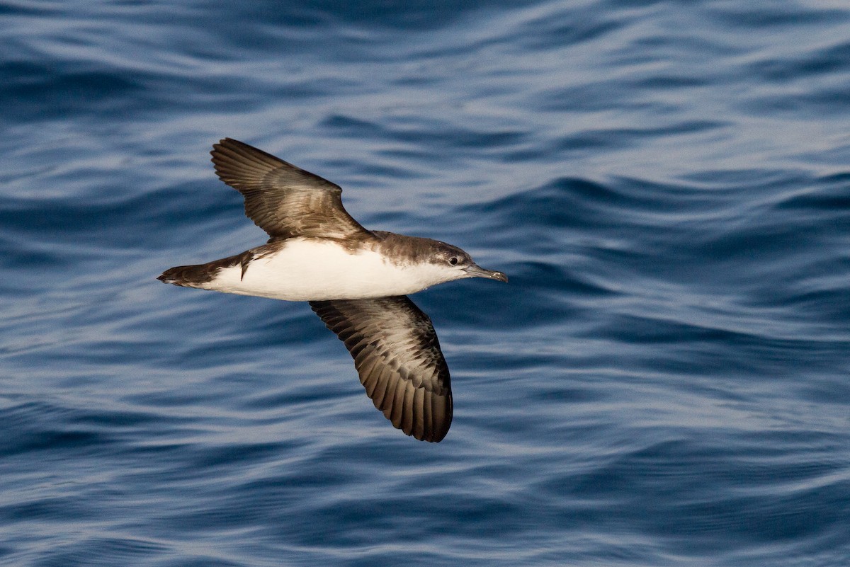 Persian Shearwater - Tommy Pedersen