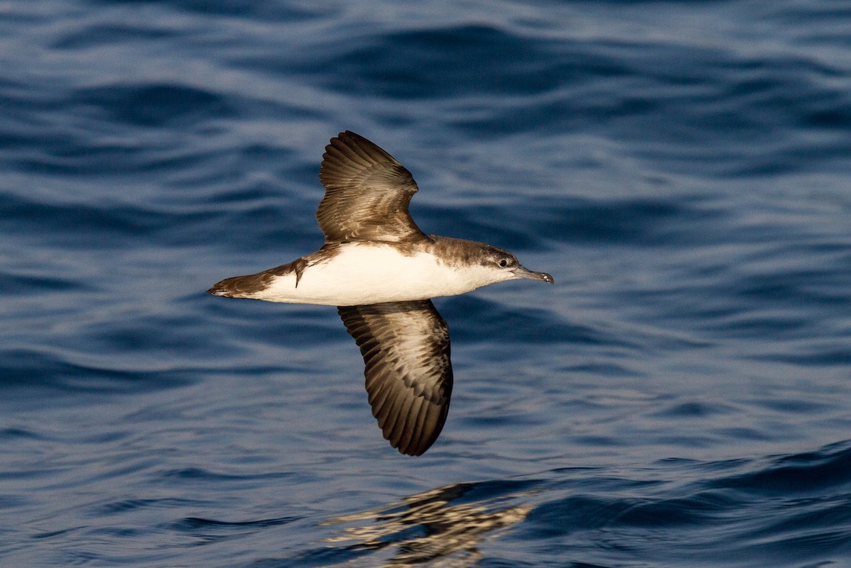 Persian Shearwater - ML93644271