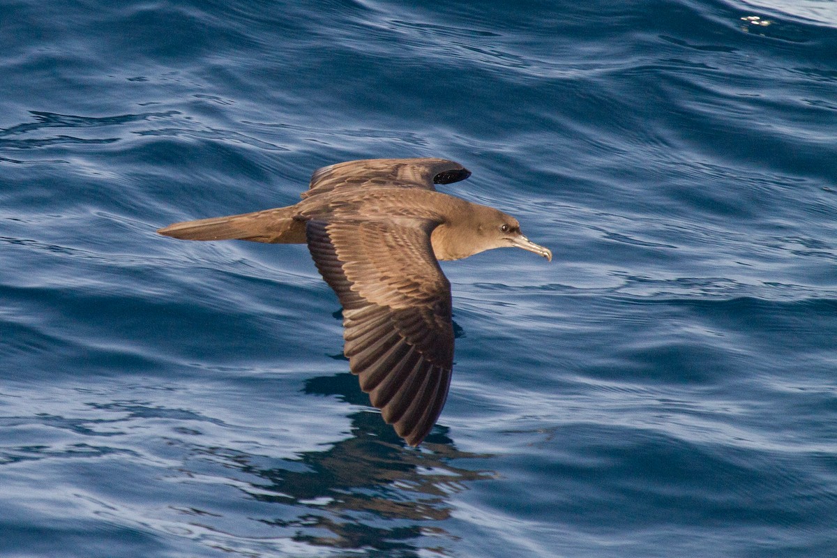 Wedge-tailed Shearwater - ML93644521