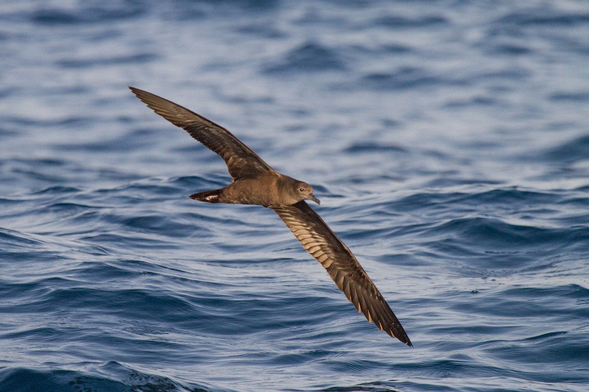 Wedge-tailed Shearwater - ML93644591