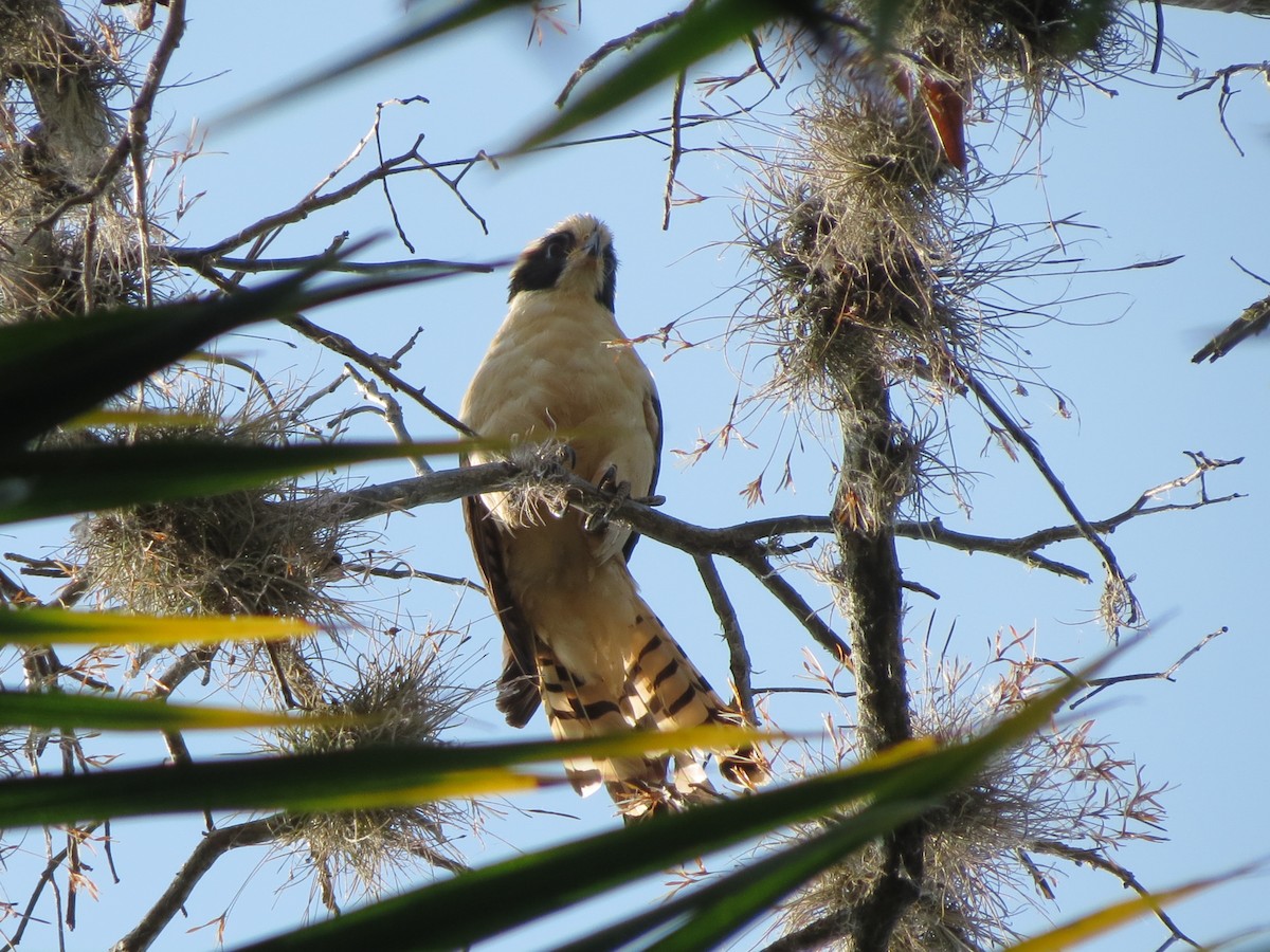 Laughing Falcon - ML93645031