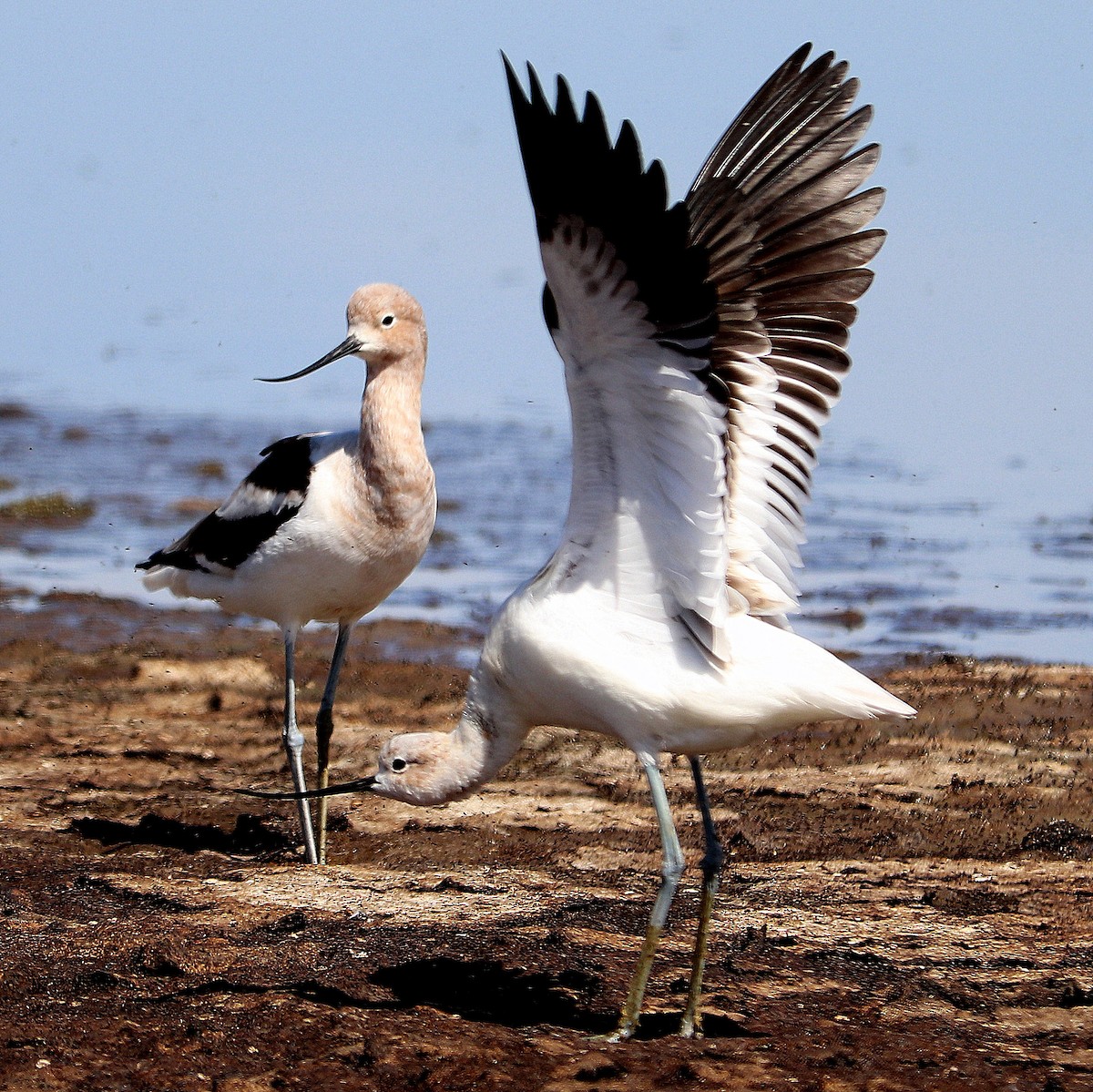 American Avocet - Nancy Benner