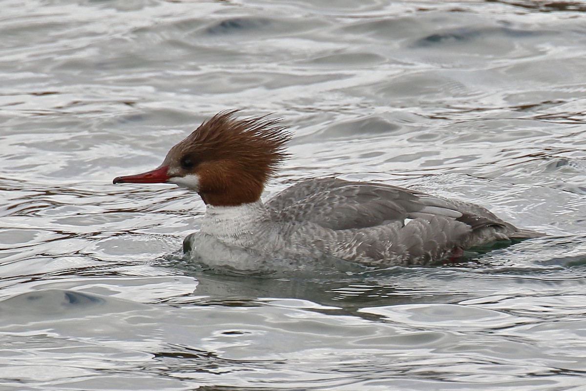 Common Merganser (North American) - ML93647991