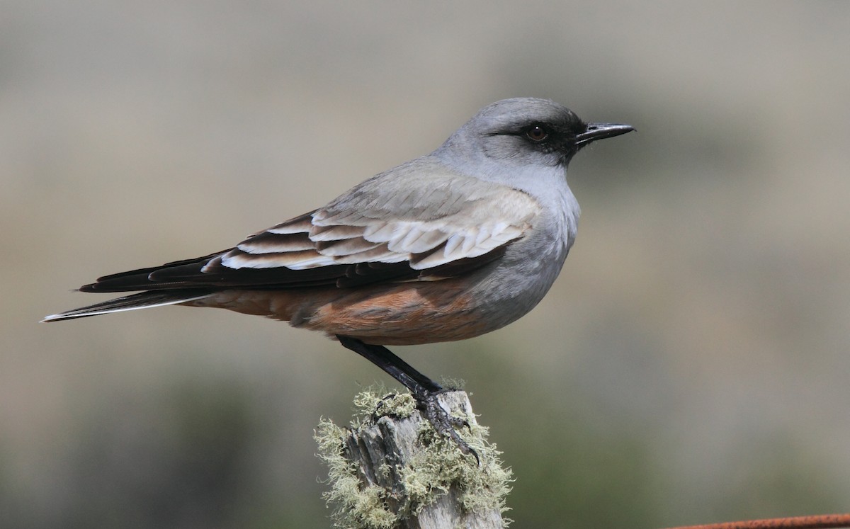Chocolate-vented Tyrant - Fabio Olmos